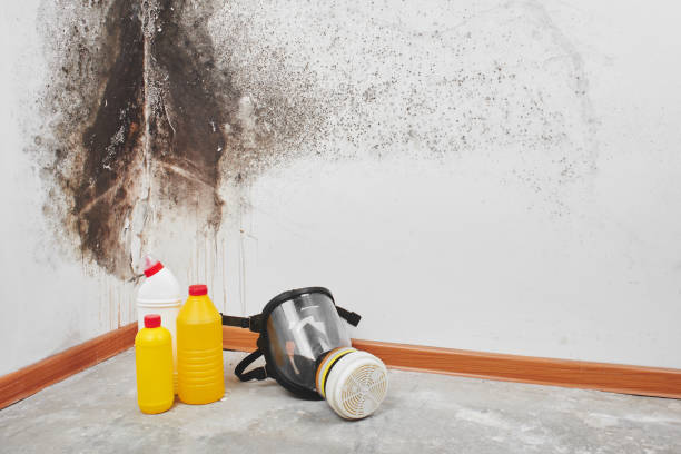 Best Toxic Mold Removal  in Old Tappan, NJ