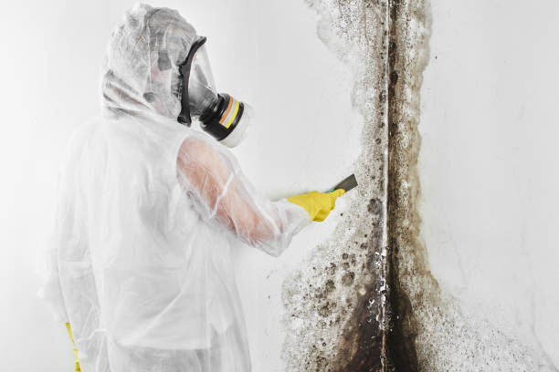 Best Office Mold Removal Services  in Old Tappan, NJ