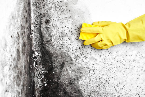 Best Toxic Mold Removal  in Old Tappan, NJ