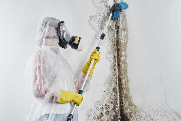 Best Mold Removal Company Near Me  in Old Tappan, NJ