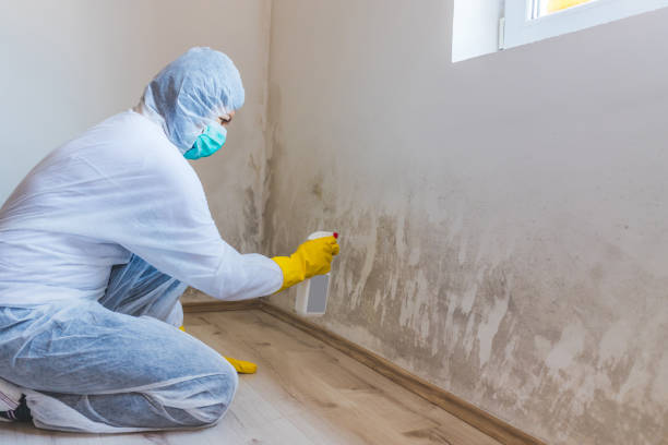 Best Toxic Mold Removal  in Old Tappan, NJ