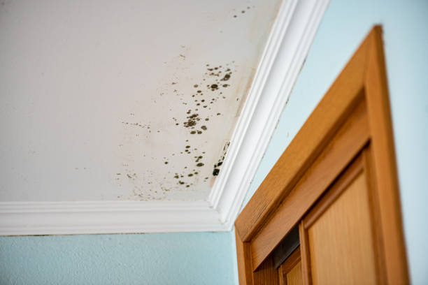 Trusted Old Tappan, NJ Mold Removal Experts