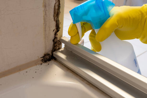 Best Same-Day Mold Removal  in Old Tappan, NJ