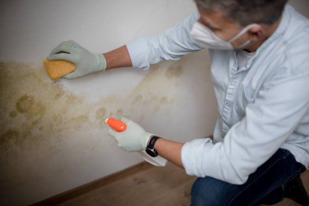 Best Certified Mold Removal  in Old Tappan, NJ