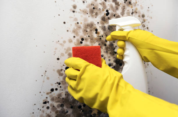 Best Affordable Mold Removal  in Old Tappan, NJ