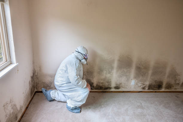 Best Emergency Mold Removal  in Old Tappan, NJ