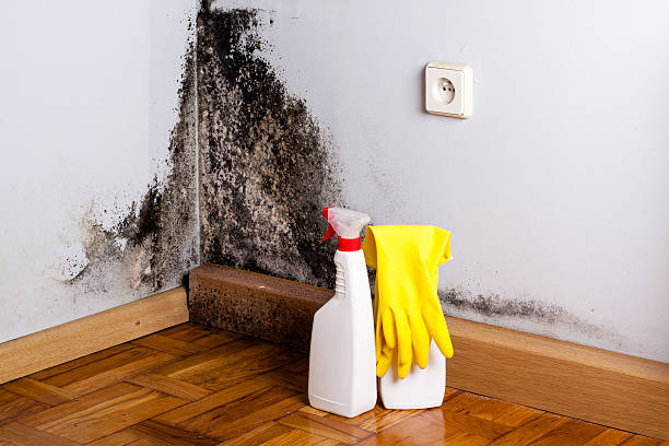 Best Office Mold Removal Services  in Old Tappan, NJ