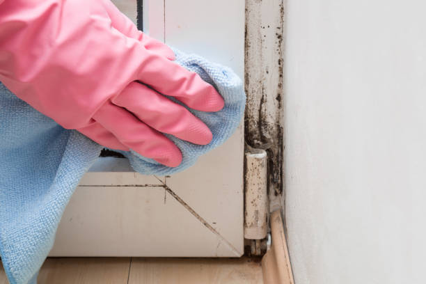 Best Toxic Mold Removal  in Old Tappan, NJ