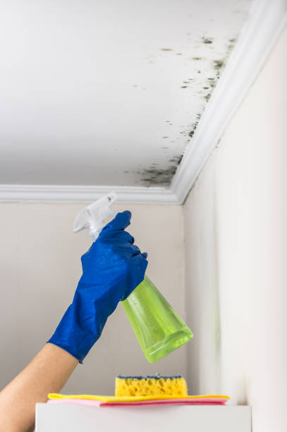 Best Certified Mold Removal  in Old Tappan, NJ