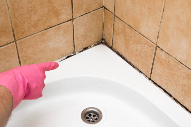 Best Commercial Mold Removal  in Old Tappan, NJ